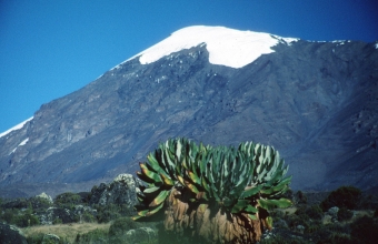 TANSANIA, Nationalpark Kilimanjaro, Weltnaturerbe der UNESCO